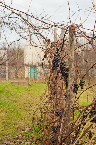 Wine grapes — Stock Photo, Image