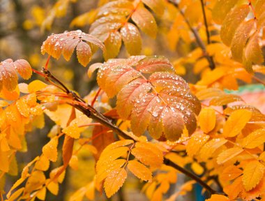 sonbahar yaprakları arka plan