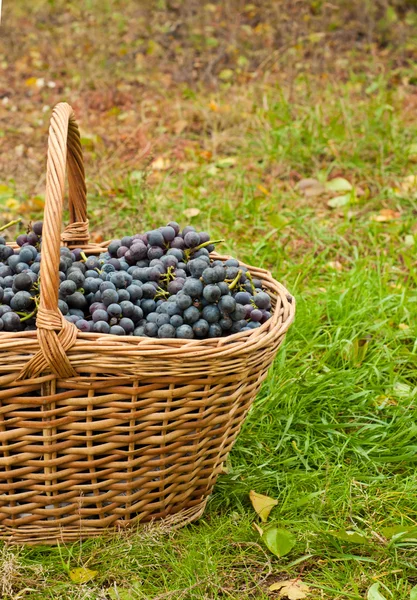 Uvas de vino en cesta — Foto de Stock