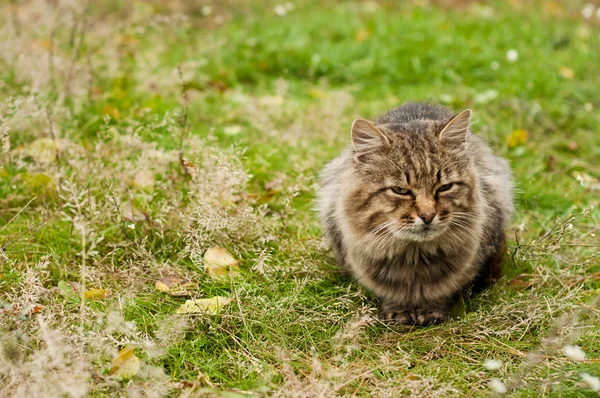큰 줄무늬 고양이 — 스톡 사진
