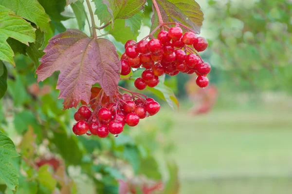 Viburnumbeeren — Stockfoto