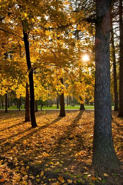 Őszi park — Stock Fotó