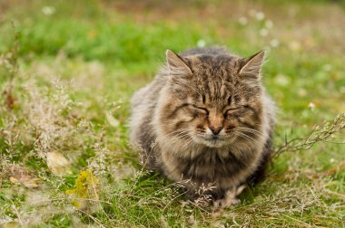 büyük bir tekir kedi