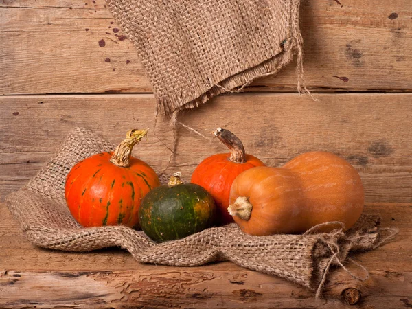 Récolte automnale de citrouilles — Photo