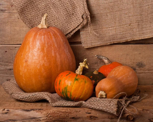 Autumn pumpkins harvest — Stock Photo, Image