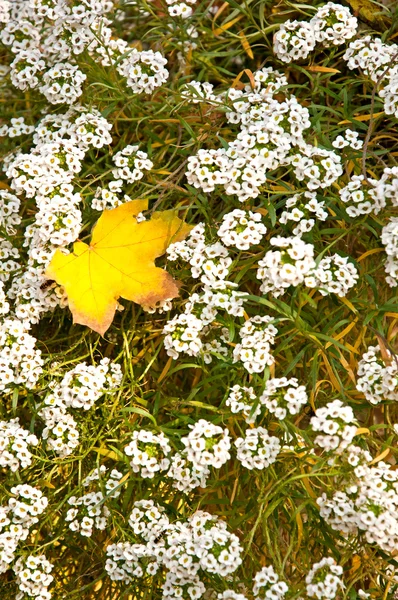 Yellow maple leaf lie on a white flowers — Stock Photo, Image