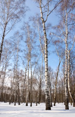 kış bahçesinde huş