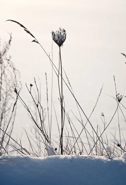 Kış manzarası — Stok fotoğraf