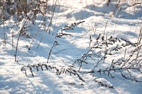 Paesaggio invernale — Foto Stock