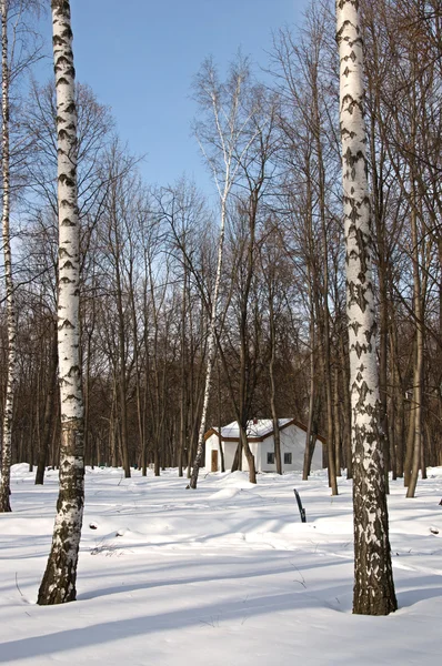 白桦树木在冬天 — 图库照片