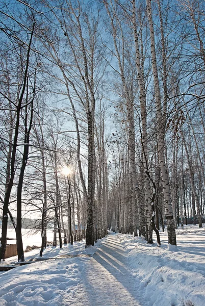 Paisagem inverno — Fotografia de Stock