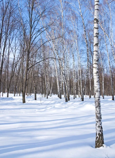 Inverno — Foto Stock