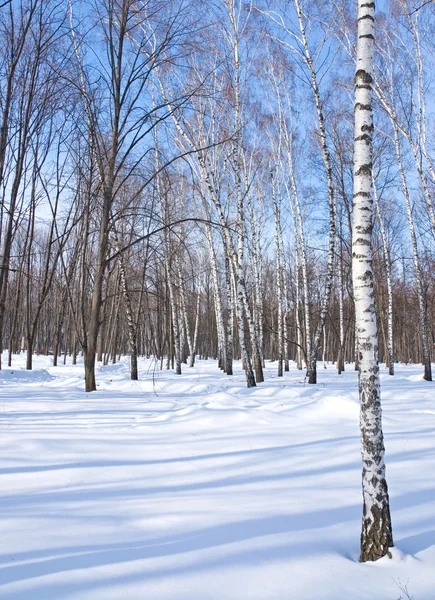 Inverno — Fotografia de Stock