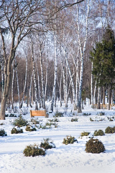 Björk grove i vinter — Stockfoto