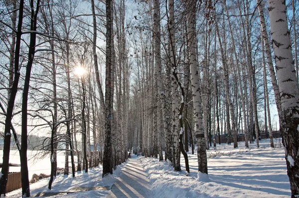 Birch Grove di musim dingin — Stok Foto