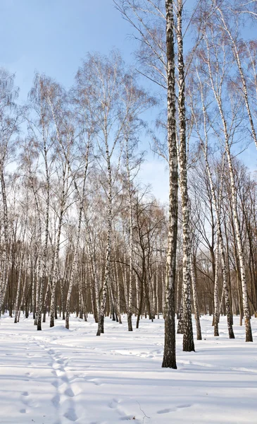 Birch grove in winter — Stock Photo, Image