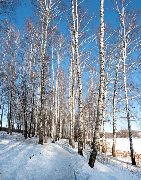 Björk grove i vinter — Stockfoto