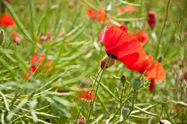 Red poppies — Stock Photo, Image