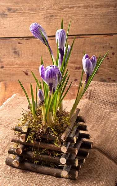 Krokusblüten im Frühling — Stockfoto