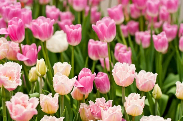 Güzel pembe laleler — Stok fotoğraf