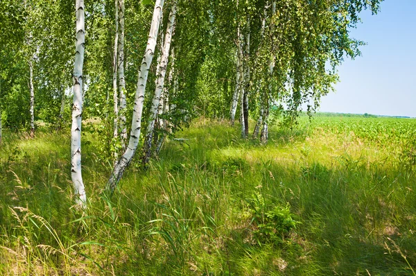 春の白樺林 — ストック写真