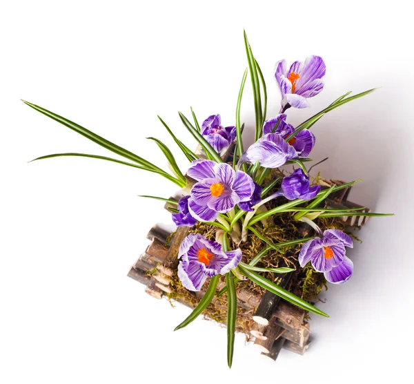 Flores de primavera de azafrán —  Fotos de Stock