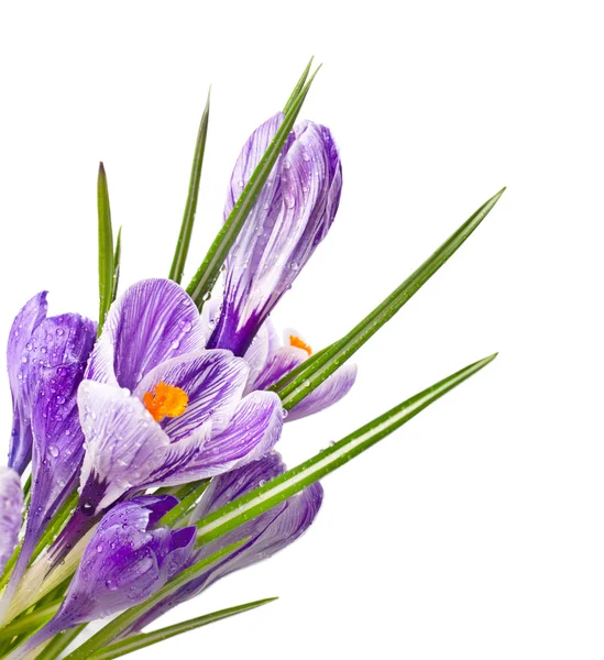 Frühlingsblumen in Wassertropfen — Stockfoto