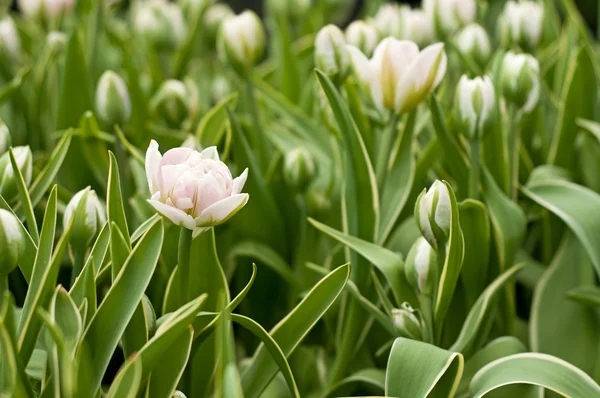 Beautiful tulips — Stock Photo, Image