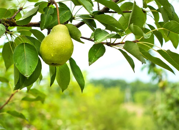 Birnenobst — Stockfoto