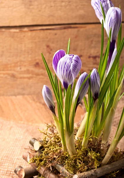 Krokusblüten im Frühling — Stockfoto