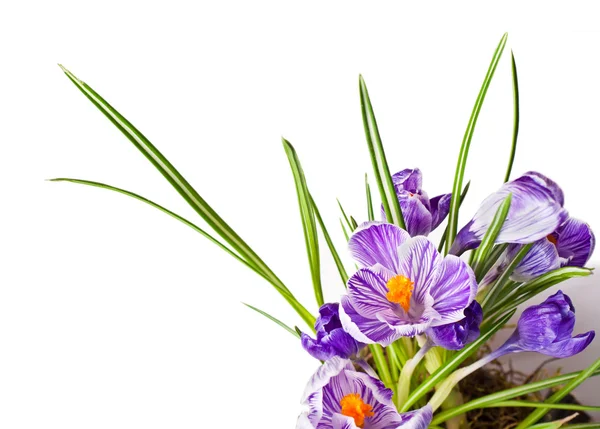 Spring Crocus flowers — Stock Photo, Image