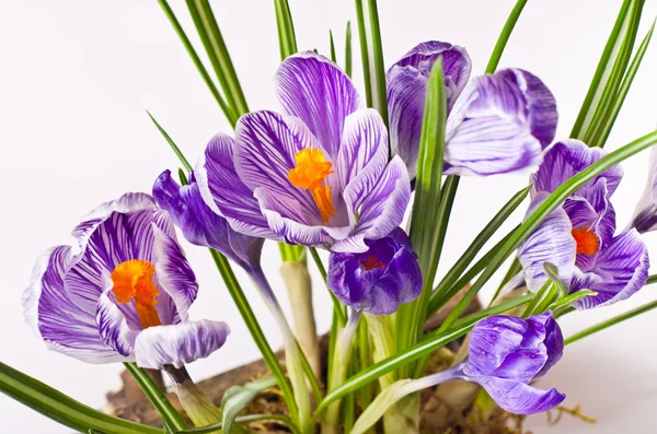 Flores de primavera de azafrán —  Fotos de Stock