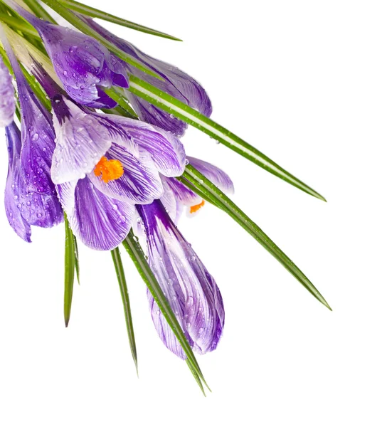 Spring flowers — Stock Photo, Image