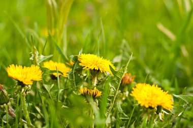 Bahar sarı dandelions