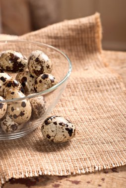 bıldırcın yumurtası