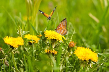 Sarı dandelions ve kelebekleri çayır