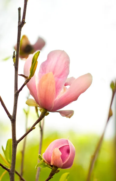 Magnolia flowers background — Stock Photo, Image