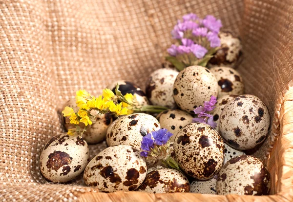 Uova di quaglia e fiori — Foto Stock