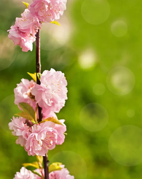 Spring background — Stock Photo, Image