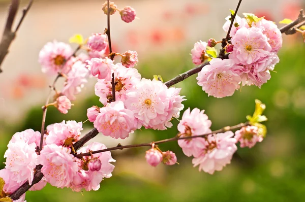 Spring flowers background — Stock Photo, Image