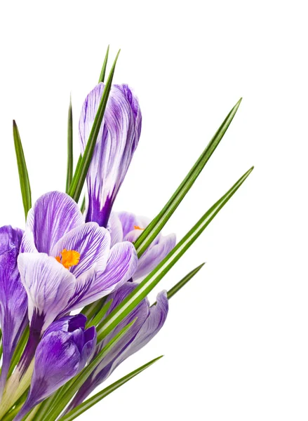 Lente crocus — Stockfoto