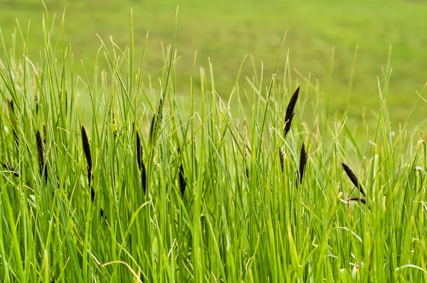 ทุ่งหญ้าฤดูร้อน — ภาพถ่ายสต็อก