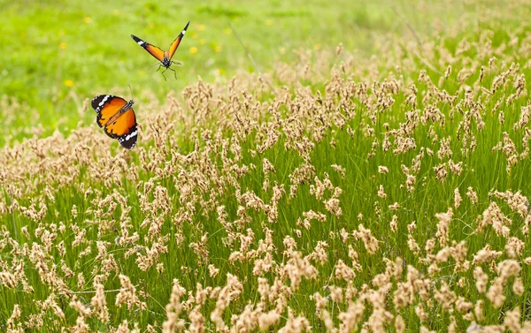 Primavera pradera y mariposas — Foto de Stock