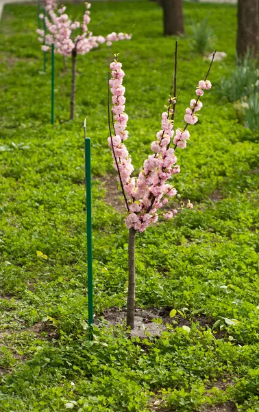 Blossom almond tree — Stock Photo, Image