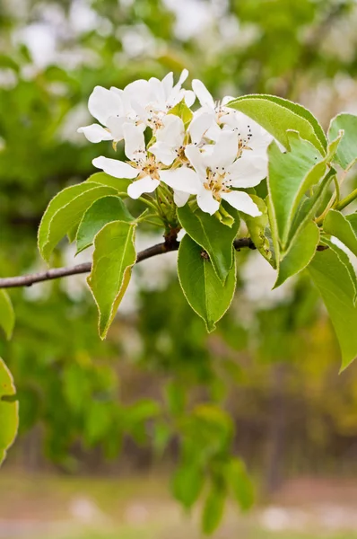 Spring flowers — Stock Photo, Image