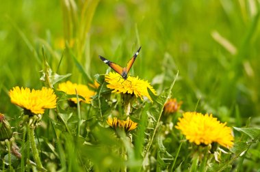 meadow of yellow dandelions and butterfly clipart
