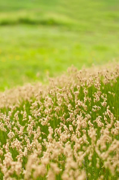 Våren äng — Stockfoto