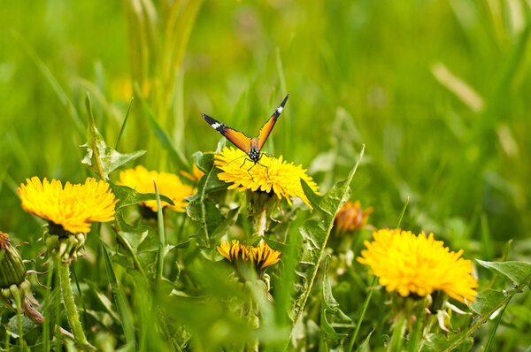 meadow of yellow dandelions and butterfly