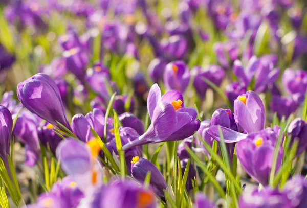 Frühlingskrokusse — Stockfoto