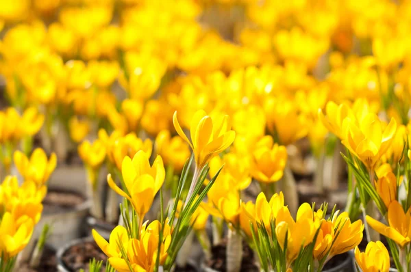 Krokusse — Stockfoto